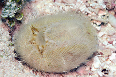 Spatangoida