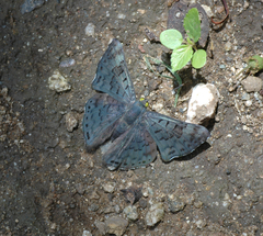 Lasaia sessilis