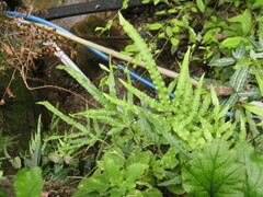 Pteris cretica