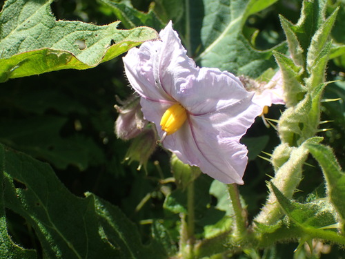 Solanum dasyphyllum, photograph 3