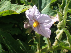Solanum linnaeanum