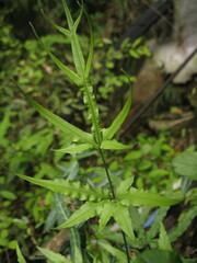 Pteris cretica