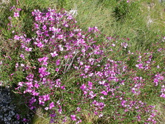 Chamaenerion fleischeri