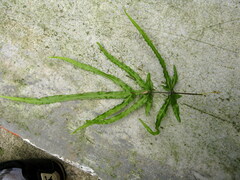 Pteris cretica