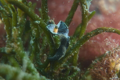 Elysia viridis