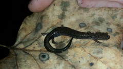 Plethodon richmondi