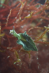 Elysia viridis