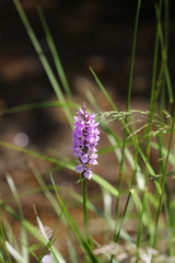 Dactylorhiza fuchsii