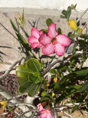Neriinae
