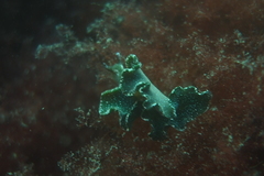 Elysia viridis