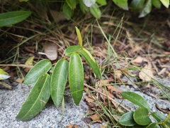 Helicteres angustifolia