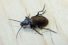 Carabus