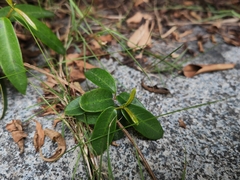 Helicteres angustifolia