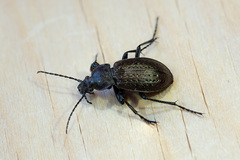 Carabus