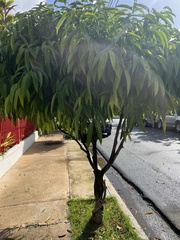 Ficus maclellandii