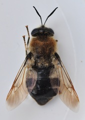 Stratiomys longicornis