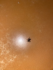 Mexigonus