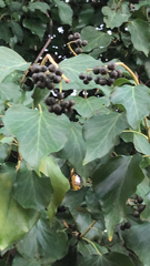Hedera canariensis