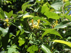 Grewia caffra