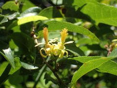 Grewia caffra