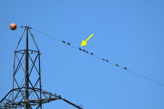 Corvus cornix × corone