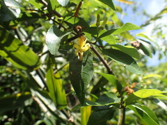 Grewia caffra