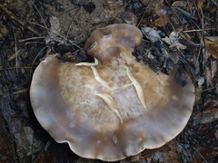 Clitocybe brunneocephala