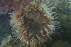 Urticina felina