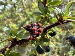 Phorbanta variabilis