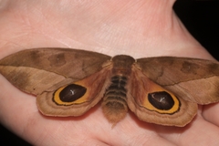 Automeris zugana