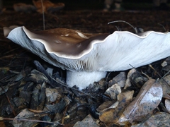 Clitocybe brunneocephala