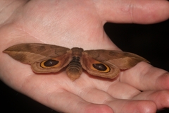 Automeris zugana