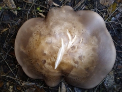 Clitocybe brunneocephala