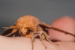 Automeris zugana