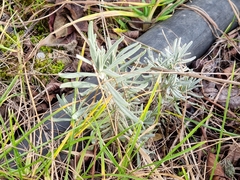 Lavandula angustifolia