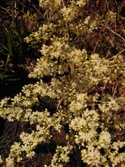 Asparagus suaveolens