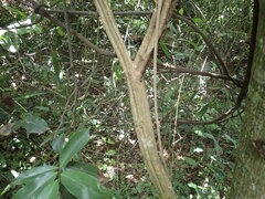 Grewia caffra