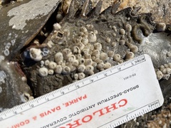 Amphibalanus improvisus