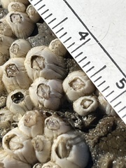 Amphibalanus improvisus