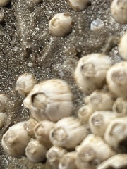 Amphibalanus improvisus