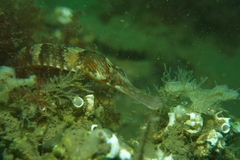 Syngnathus acus