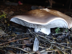 Clitocybe brunneocephala