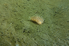 Facelina bostoniensis
