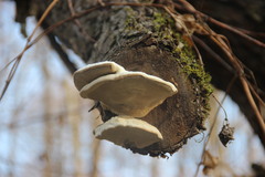 Trametes suaveolens