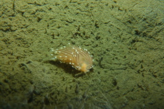 Facelina bostoniensis