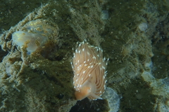 Facelina bostoniensis