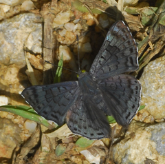 Lasaia sessilis