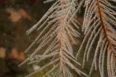 Antipathella wollastoni