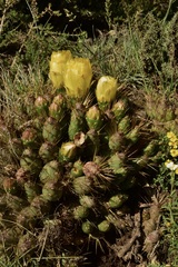 Maihueniopsis ovata