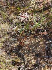 Pelargonium longifolium
